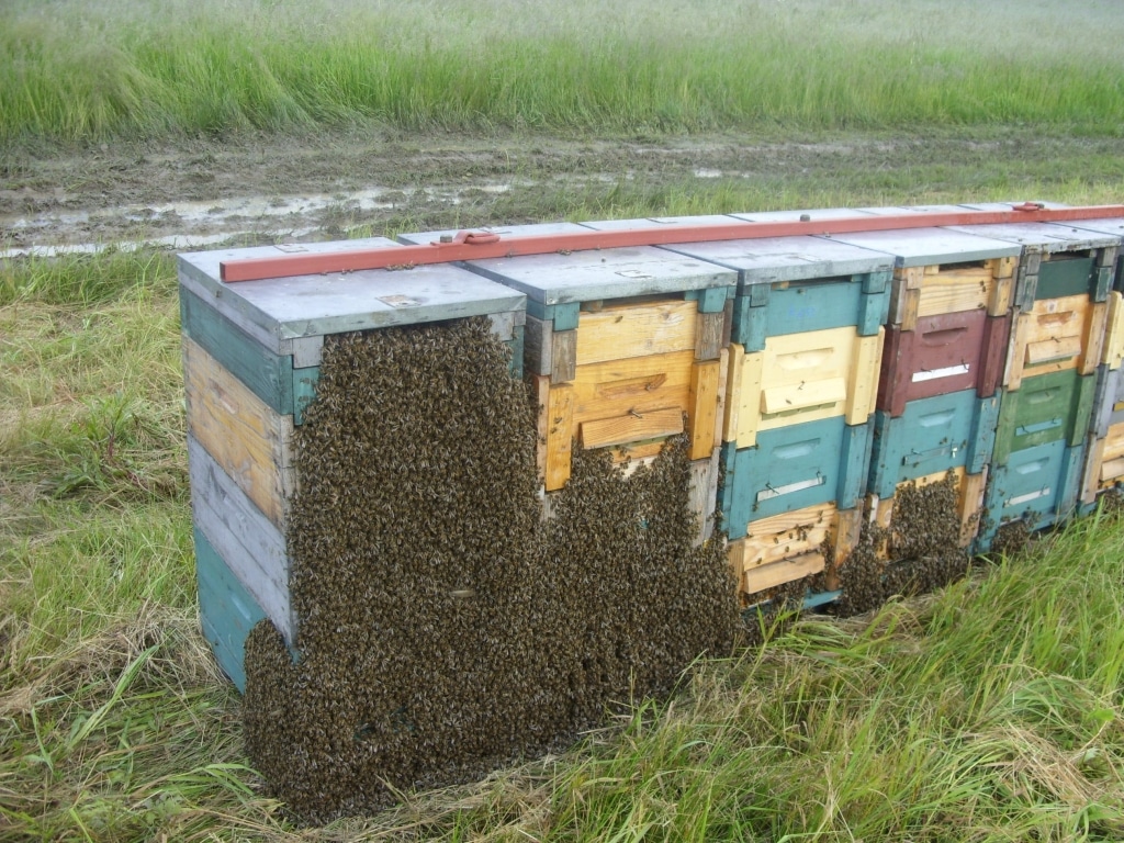 Bienenkästen von Summ SUMM Honighandel