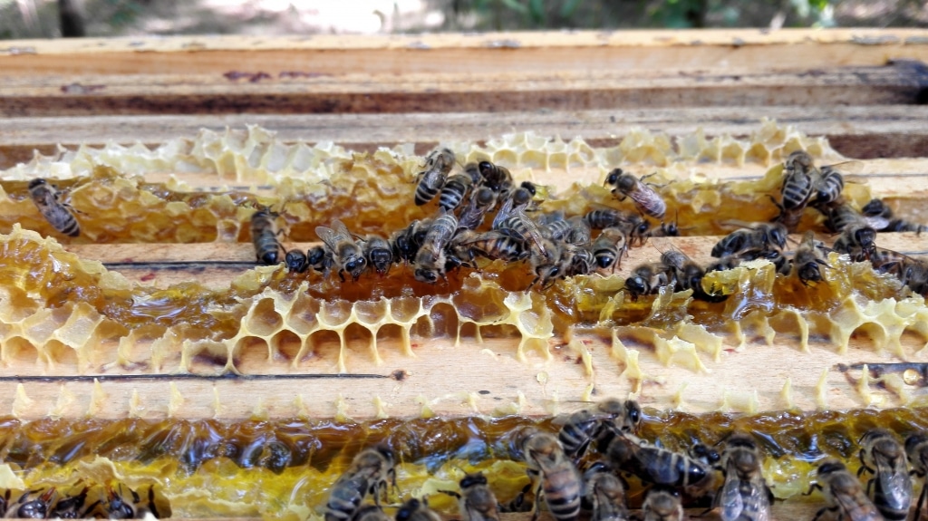 Bienenwaben von Summ SUMM Honighandel