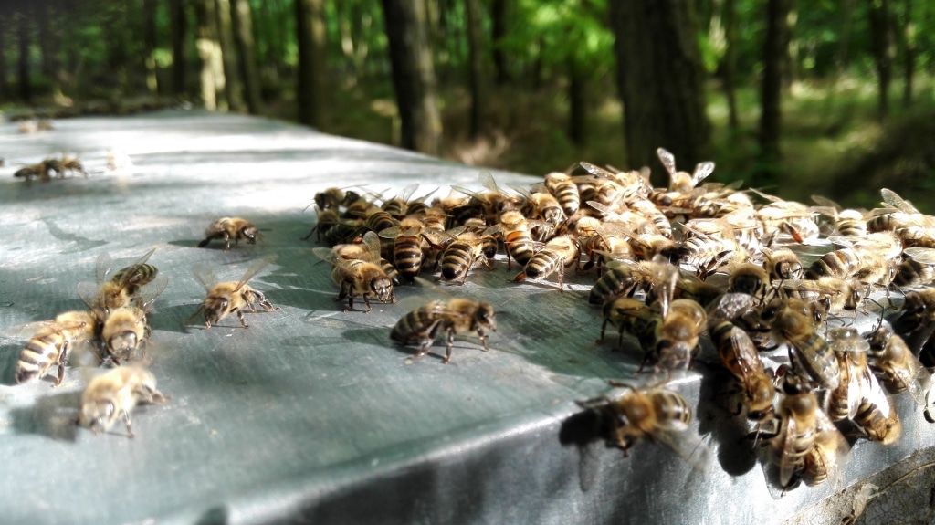 Bienen der Summ SUMM Honighandel