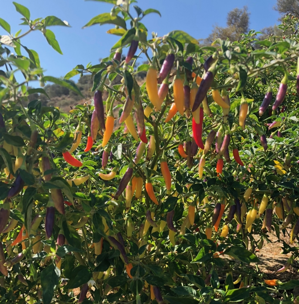Reifende Chilis am Strauch auf Kreta - Roots. natural