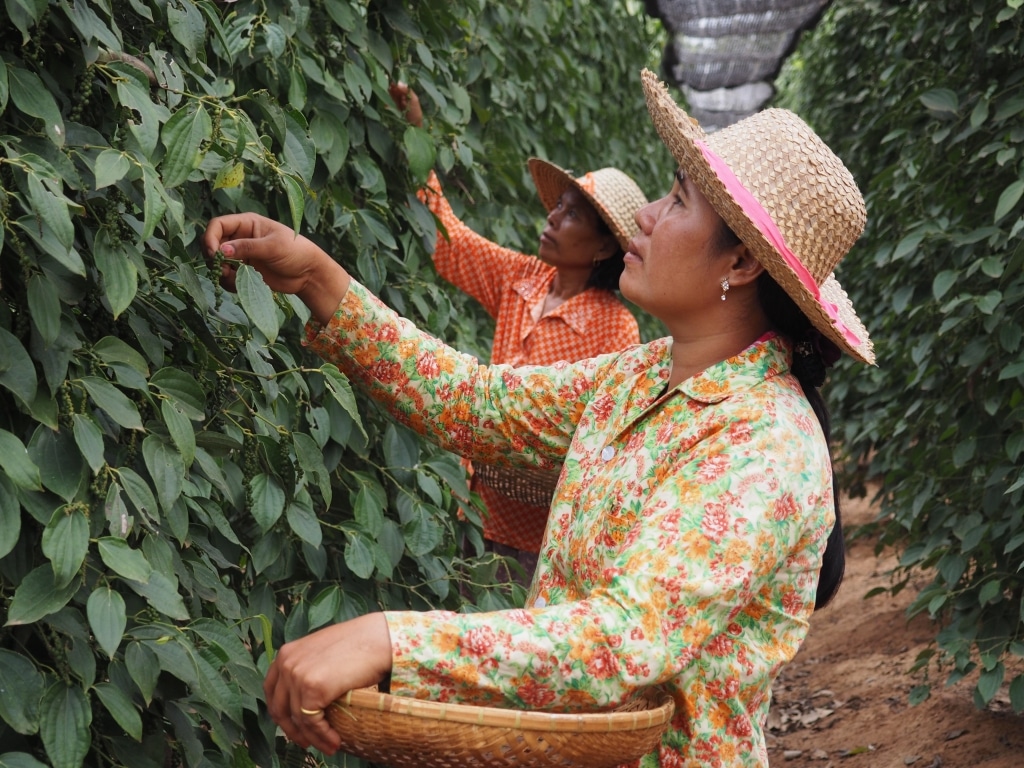 Arbeiterinnen beim Pflücken des Kampot Pfeffers für Uncle’s Pepperfarm
