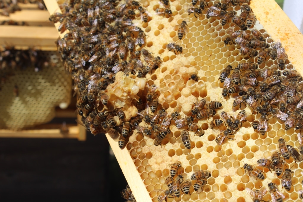 Honigbienen auf Bienenwabe im Holzrahmen