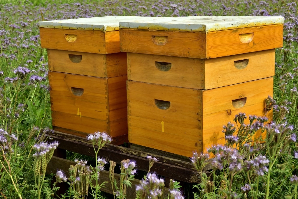 Bienenkästen in der Wiese