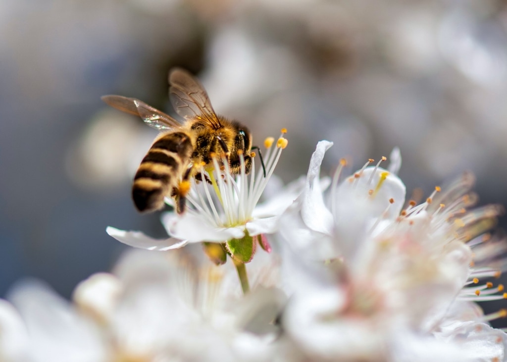 Honigbiene sitzt in einer weißen Blüte