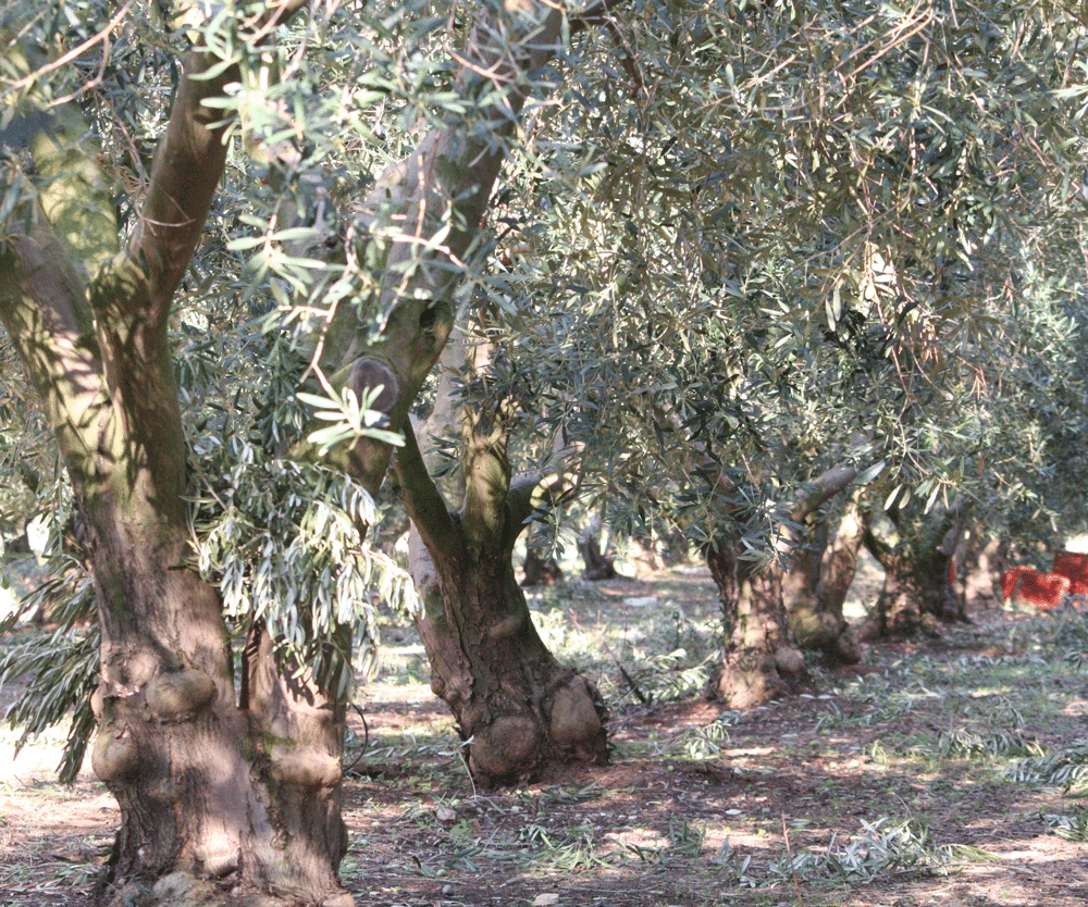 Olivenöl nativ extra 250ml