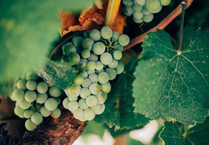 Weiße Weintrauben an der Weinrebe