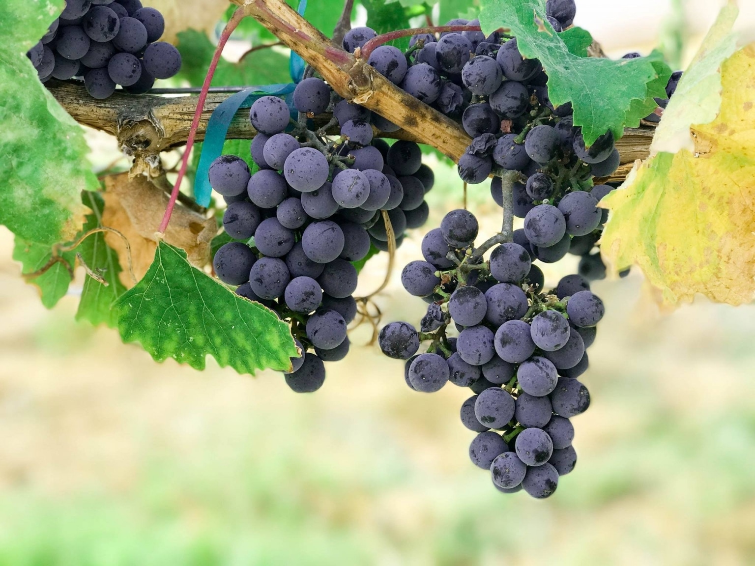 Rote Weintrauben als Grundlage für Weinessig