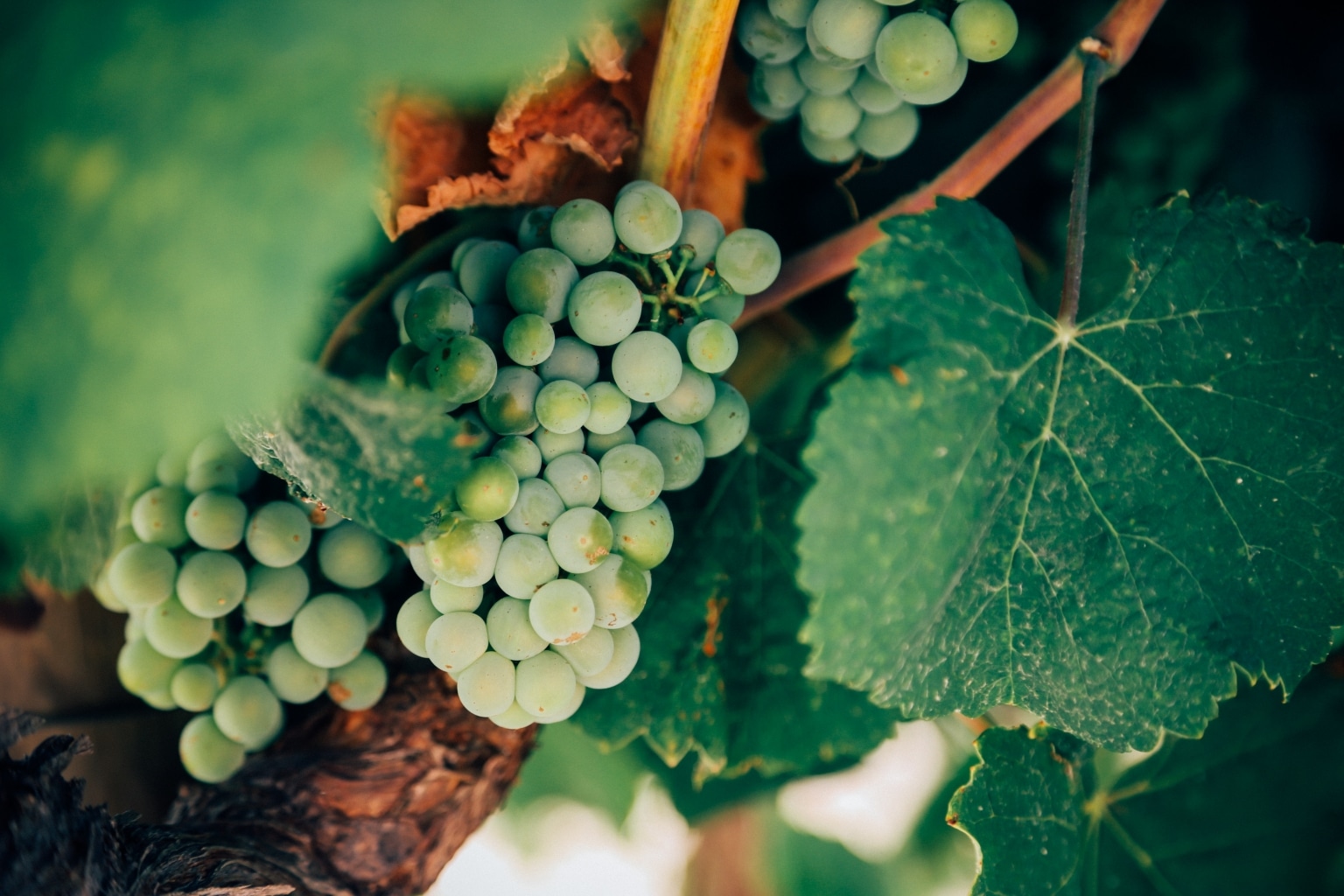 Weiße Weintrauben als Grundlage für Weinessig