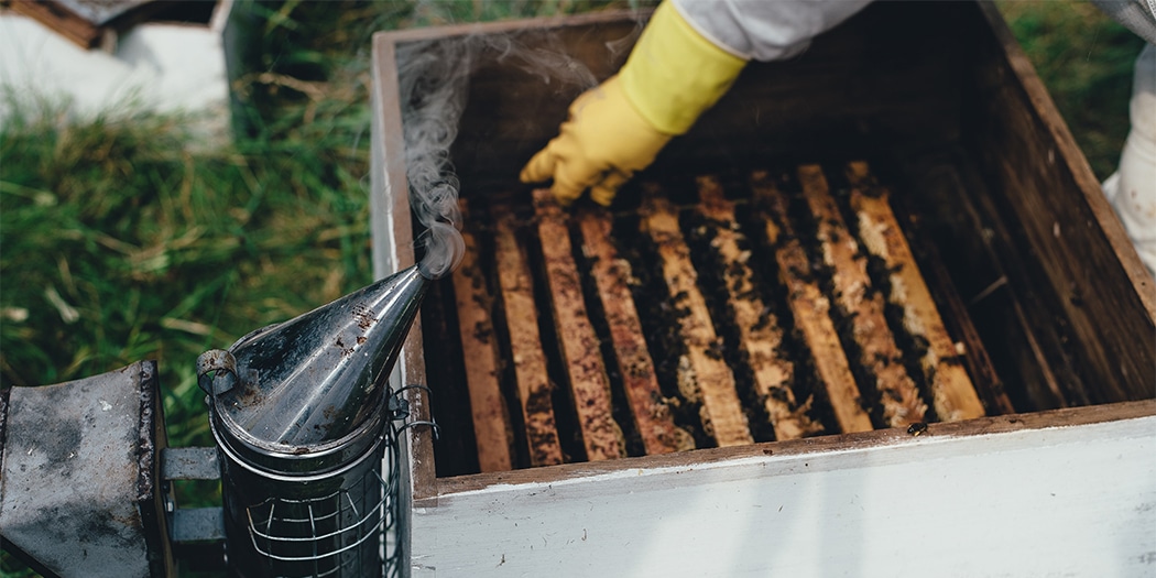 Gewinnung von Honig: Entfernen der Waben aus dem Bienenstock mit Hilfe eines Räucherwerks