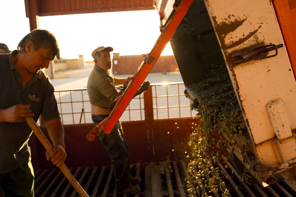 Mitarbeiter von ART OF OIL verarbeiten die Oliven auf der Finca