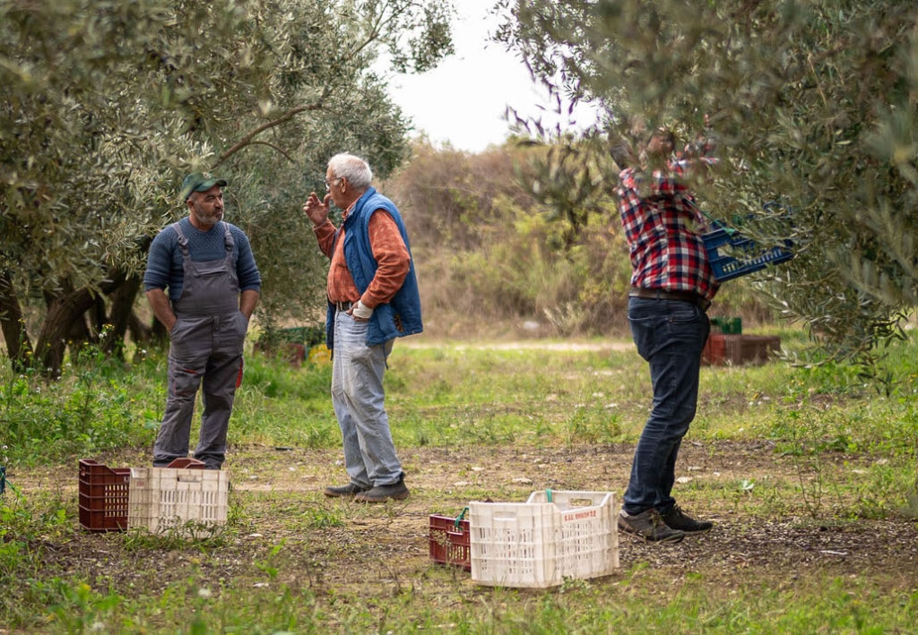 Familie Lakirdakis-Stafanou von Pangaea unterhält sich im Olivenhain bei der Ernte