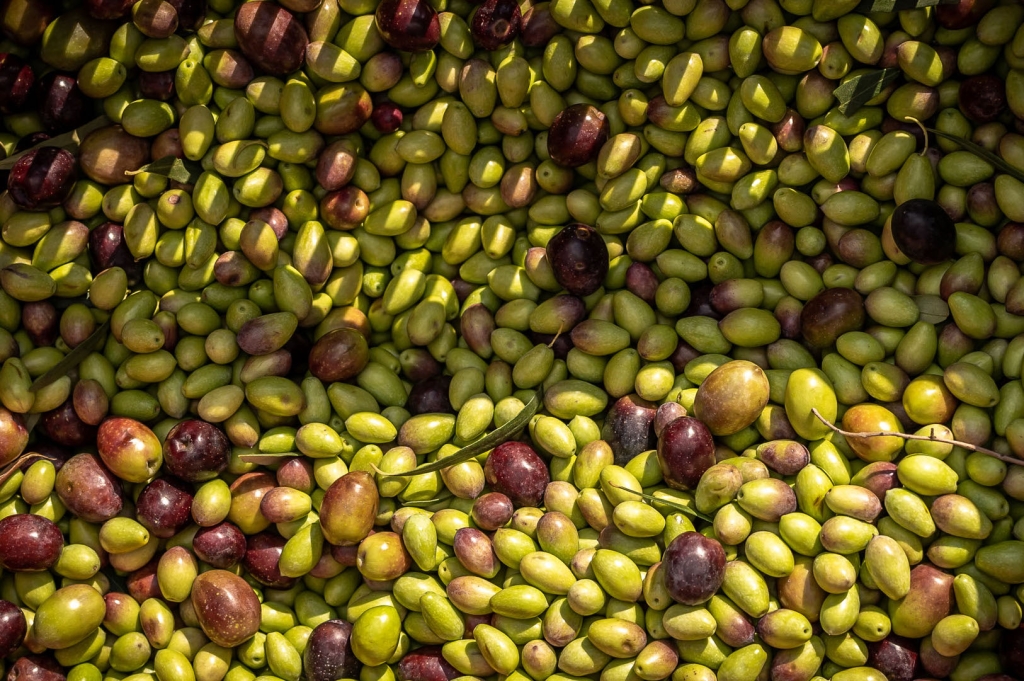 Grüne Oliven von Pangaea Olivenöl