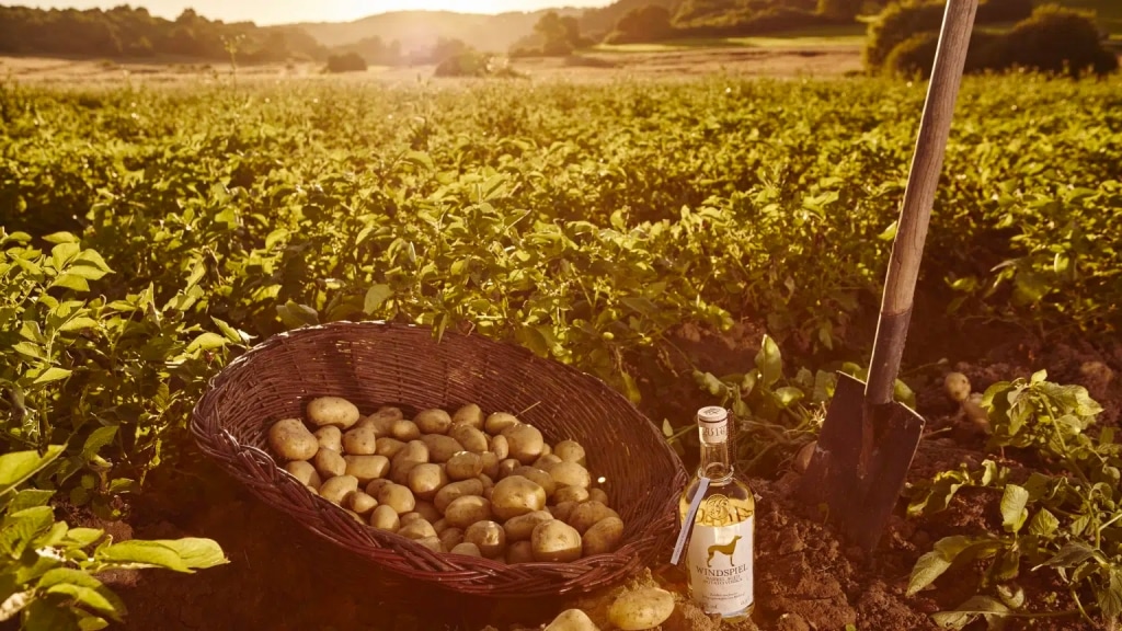 Kartoffeln sind die Basis des Windspiel Dry Gin