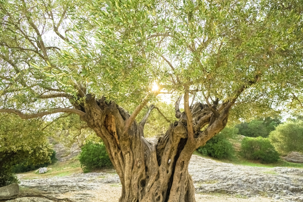 Olivenbäume wurden zum ersten Mal vor 4000 Jahren zur Herstellung von Olivenöl kultiviert