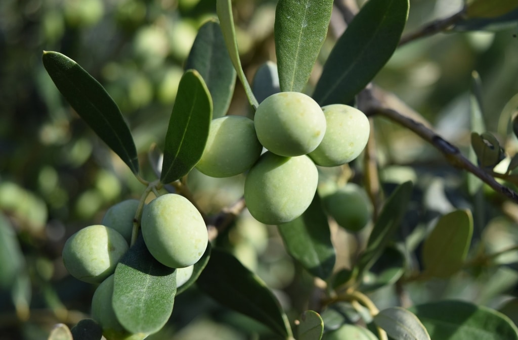 Noch nicht reif genug für Olivenöl