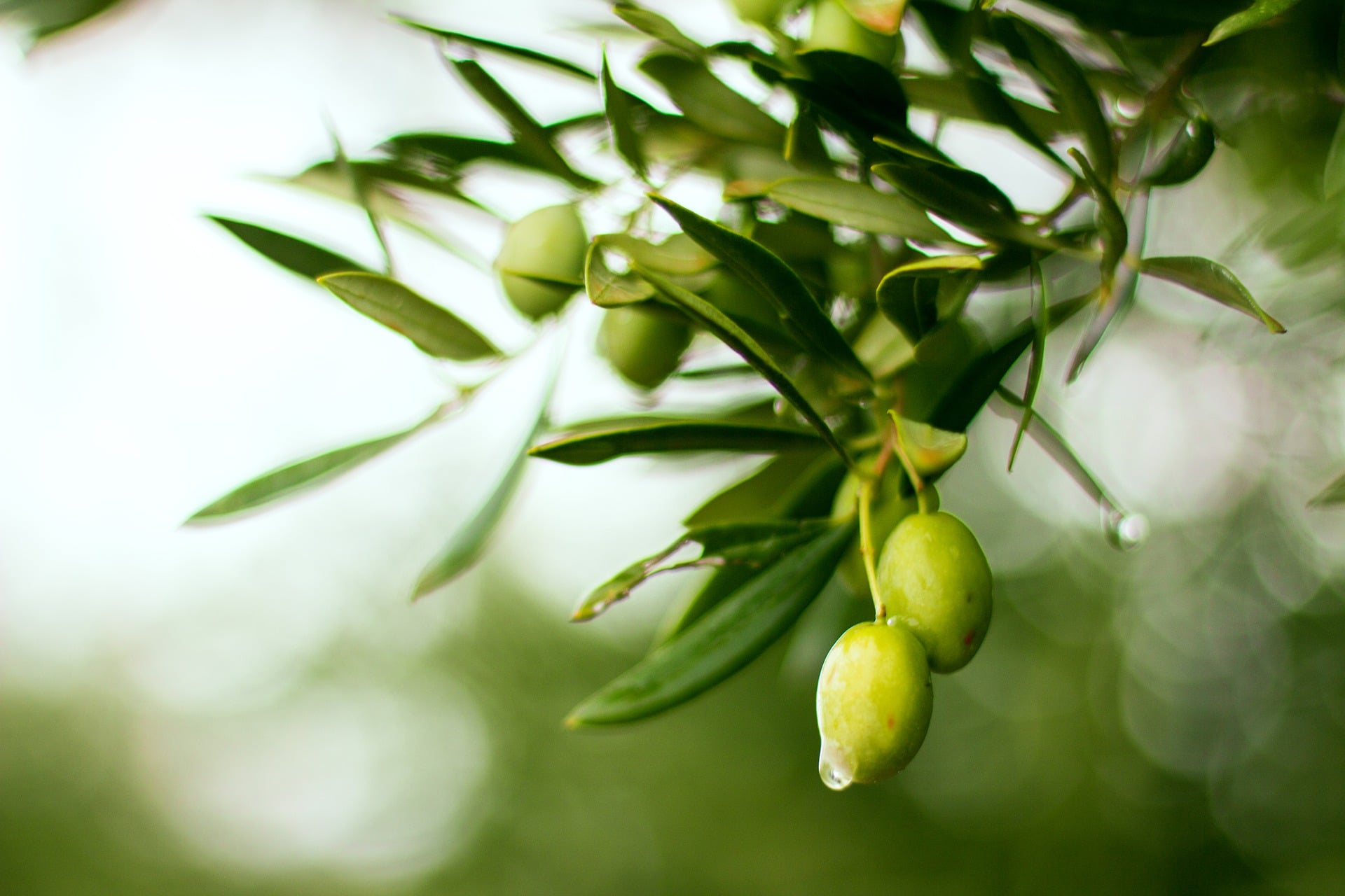 Olivenöl Ratgeber