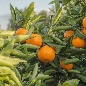 Fruchtwerker Orangenessign mit unbehandelten Bio Orangen aus Spanien und Italien