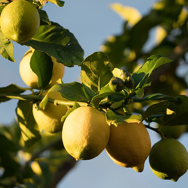 Fruchtwerker Zitronenessig mit unbehandelten Bio Zitronen aus Spanien und Italien
