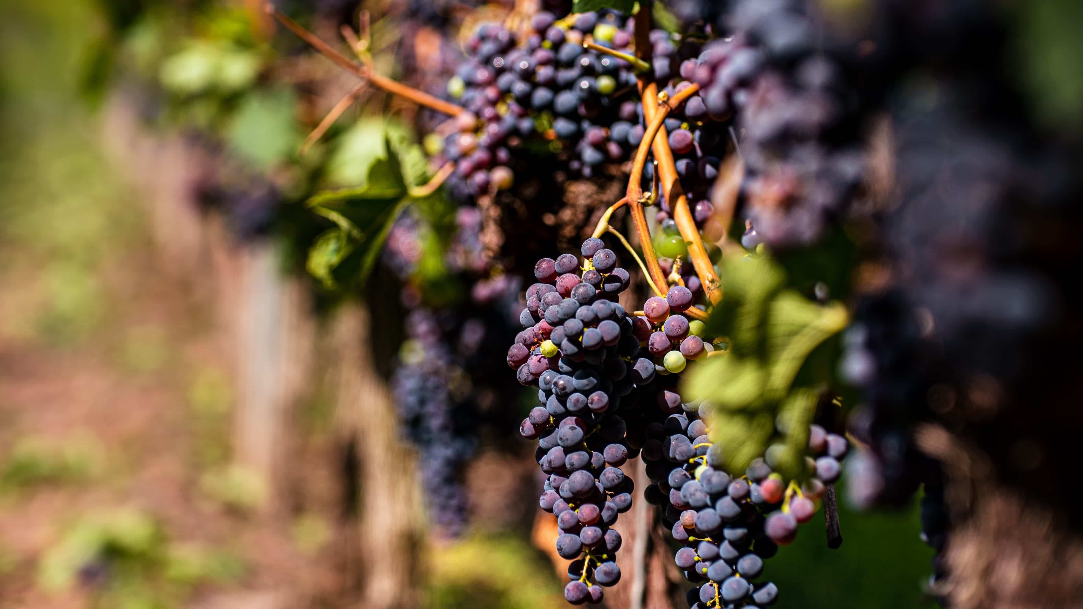 Wein aus der Pfalz bildet die Grundlage der Essigsorten von Lang Weinessig