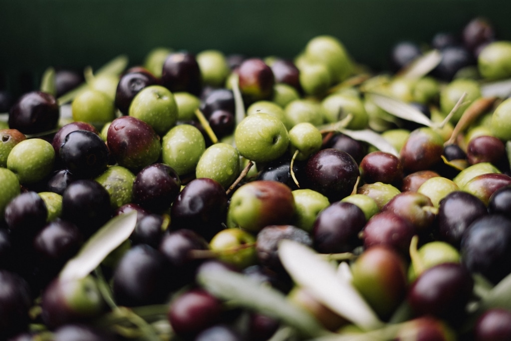 Sortenreine Olivenöl Qualität entsteht, wenn die Mühle nur mit Früchten aus einem Olivenhain produziert