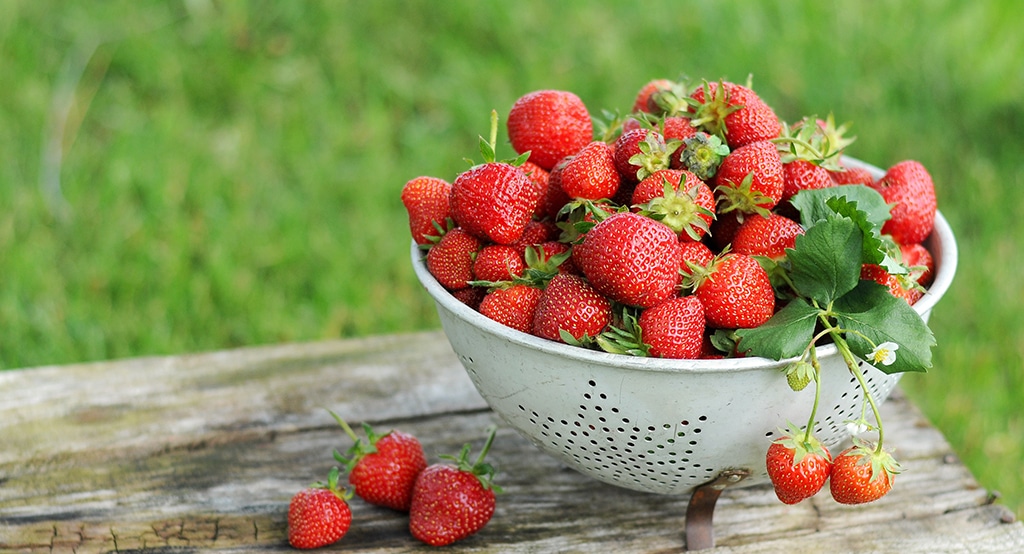 Die Erdbeeren starten die Obstsaison im Saisonkalender