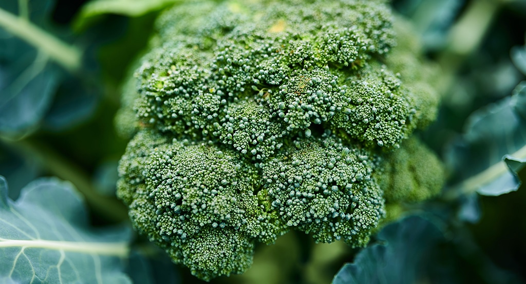 Der Gesunde im Saisonkalender Gemüse: Brokkoli stärkt das Immunsystem, die Seekraft und verfügt über krebshemmende Eigenschaften