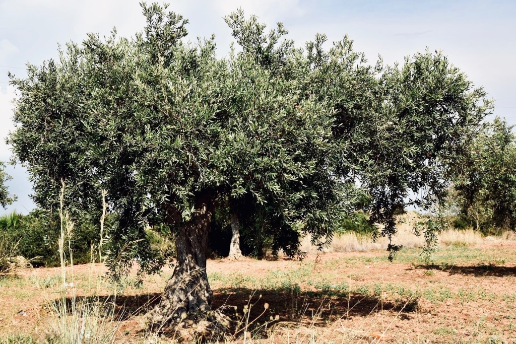 Olivenbaum in der Sonne auf braunrotem Erdboden. Der Anbau und Baumschnitt entscheidet darüber, wie start das Olivenöl bitter schmeckt.