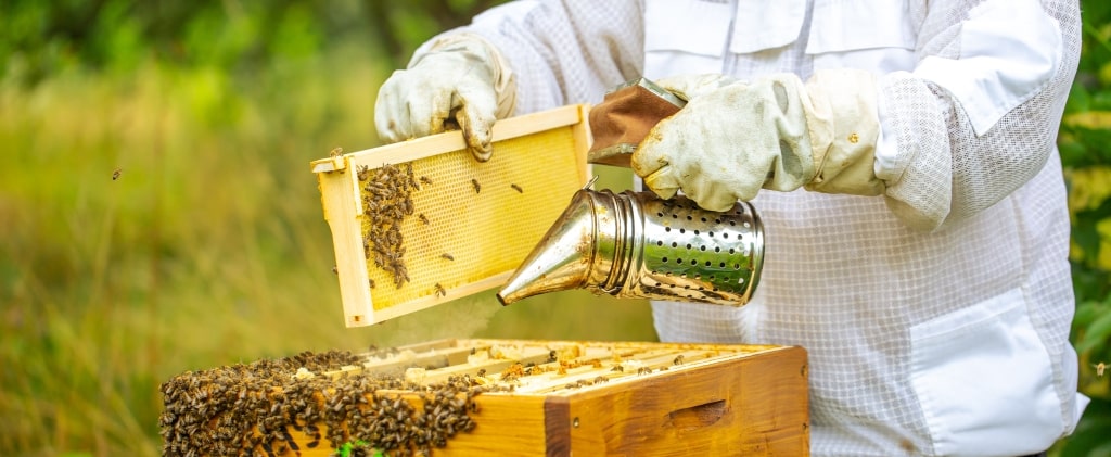 Imker im weißen Schutzanzug entnimmt Honigrahmen aus einem Bienenkasten und räuchert dabei die Bienen aus