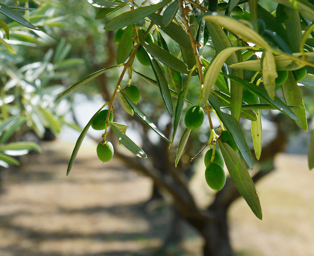 Fruchtwerker Olivenöl Orange & Zitrone - Sonderaktion