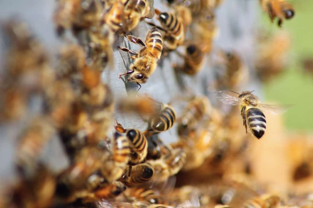 Nahaufnahme wie Bienen in den Bienenstock fliegen