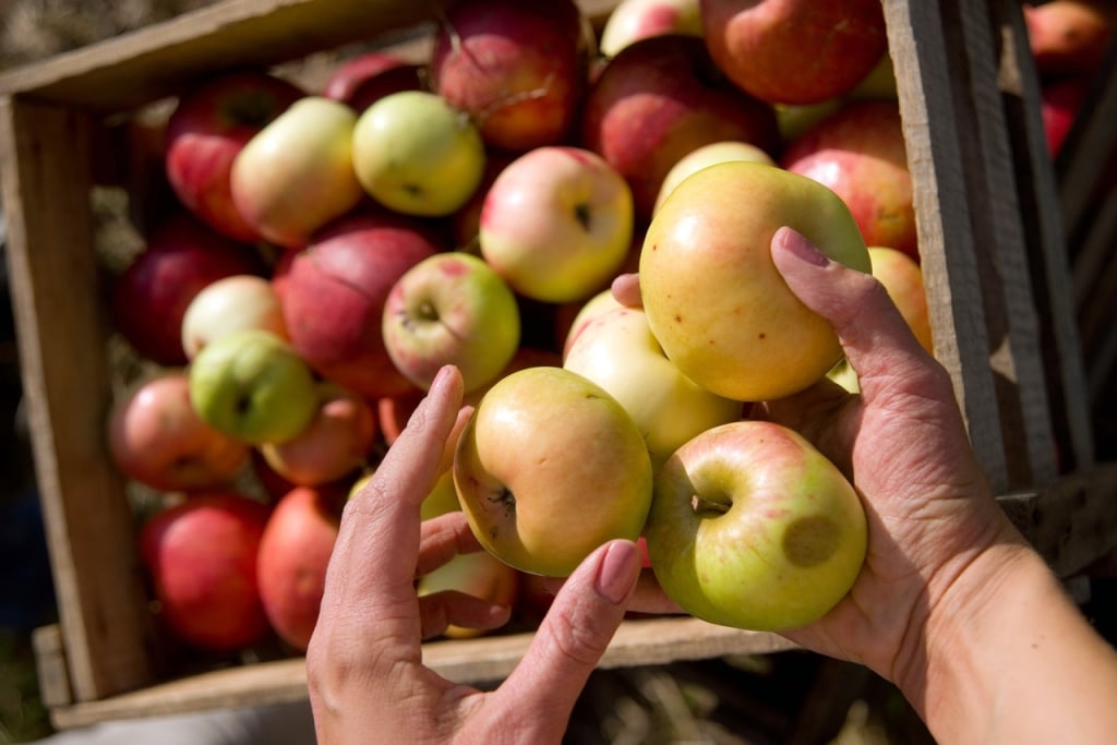 Holzkiste mit Äpfeln und Händen von Dr. Höhl's
