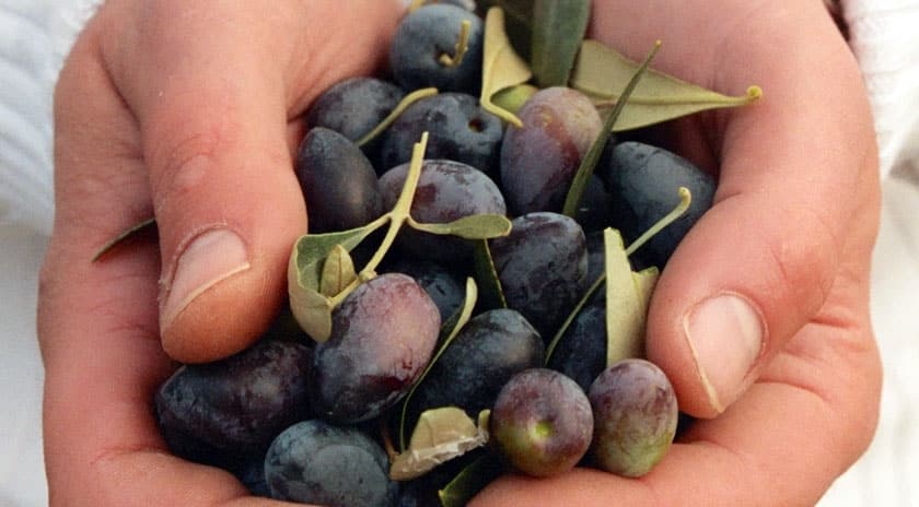 Hände halten schwarz-grüne Oliven von Biogea
