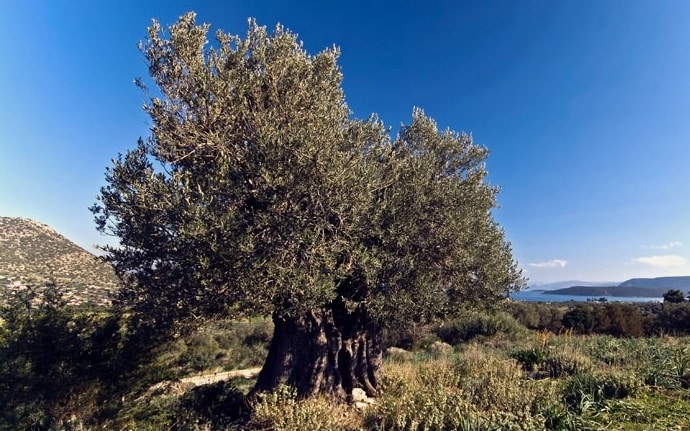 Olivenbaum auf dem Peloponnes-  Biogea