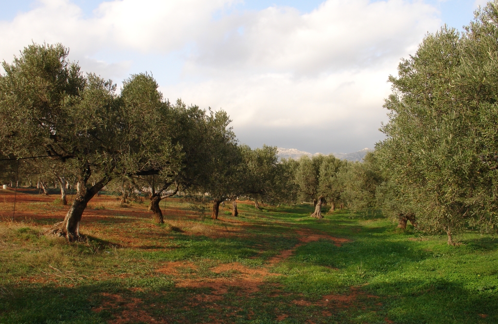 Blick in den Olivenhain von Biogea bei untergehender Sonne im Hintergrund die Berge