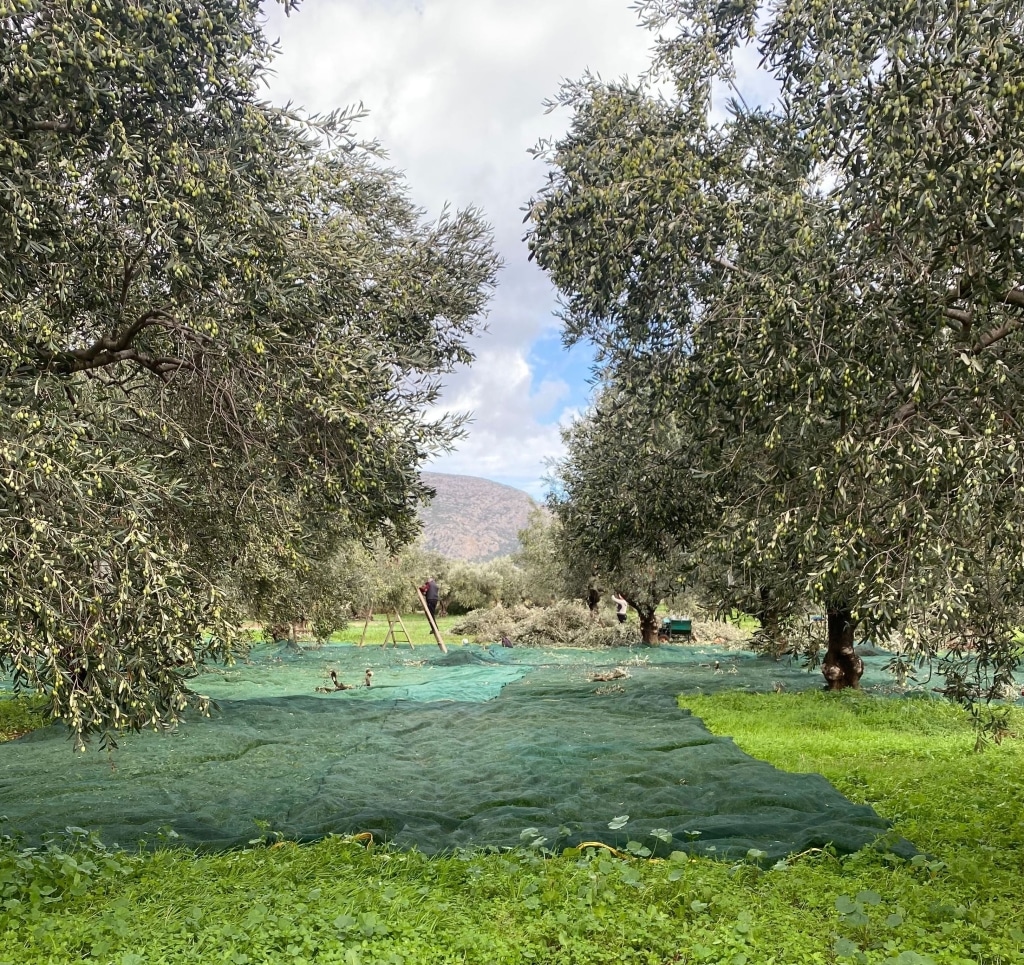 Netze auf dem Boden zwischen Olivenhainen von Biogea