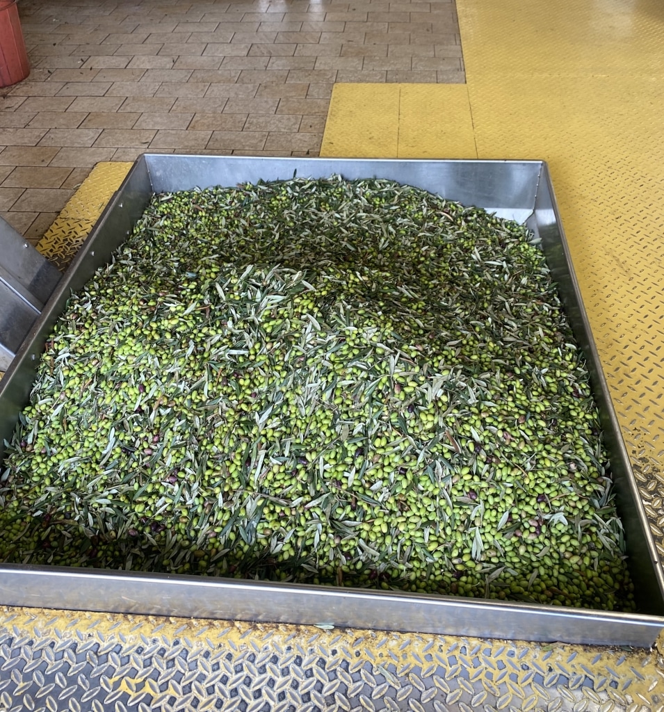 Grüne Oliven von Biogea im Metallbehälter kurz vor der Pressung in der Lagerhalle