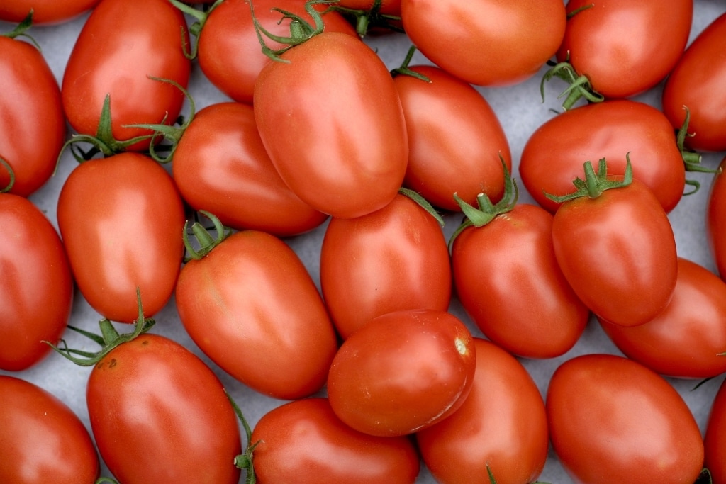 Romatomaten eignen sich aufgrund des festen Fruchtfleischs besonders gut für den Tomate Mozzarella Salat