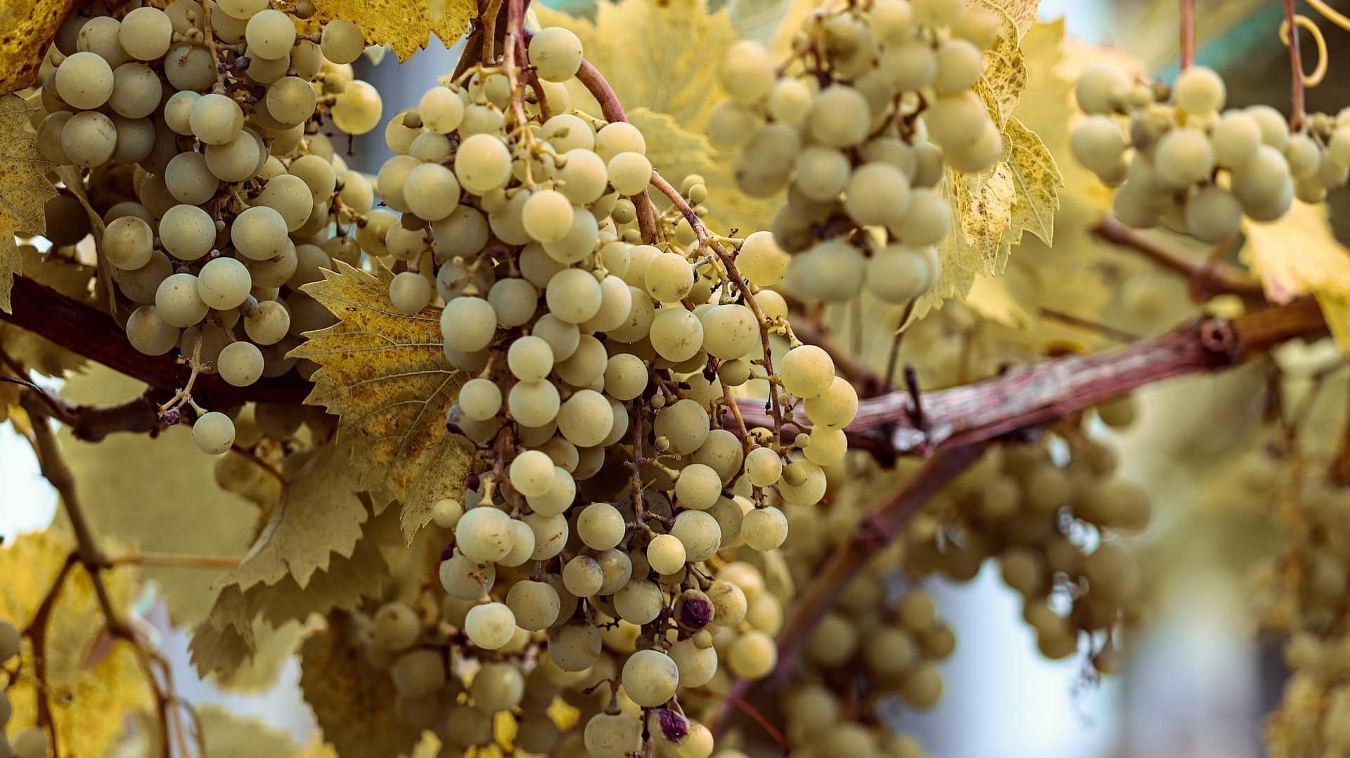 Weinrebe mit hellen italienischen Trebbiano-Trauben. Die Basis vieler Wermut bzw. Vermouth Sorten in Italien