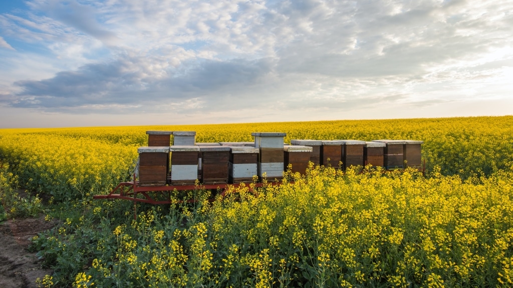 Bienenkästen im Rapsfeld