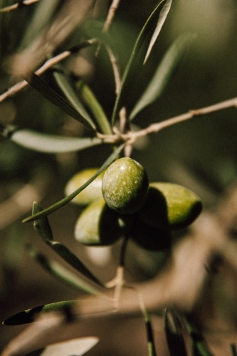 FRENTANUM Natives Olivenöl Extra mittel fruchtig -100ml